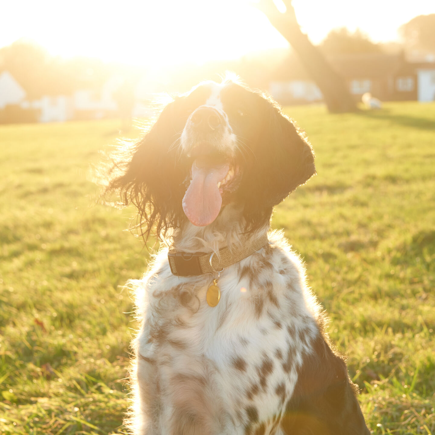 <b>11 BIG BENEFITS OF RAW DOG FOOD</b><br><br>Find out why a raw dog food diet could help your dog’s health, coat and teeth...</br>